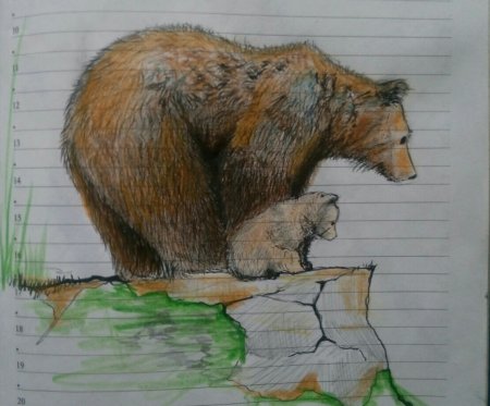 Медведь рисунок карандашом и цветными для детей