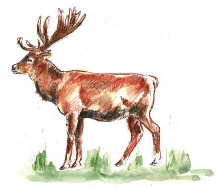 Олень Марал