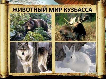 Животные Кузбасса