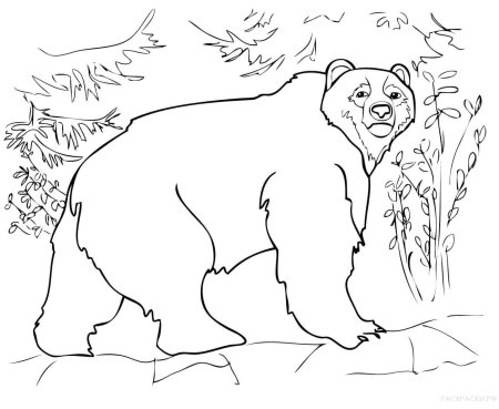 Медведь раскраска