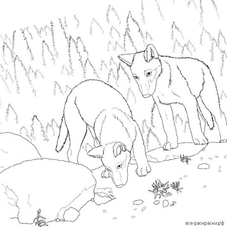 Раскраска Дикие животные весной