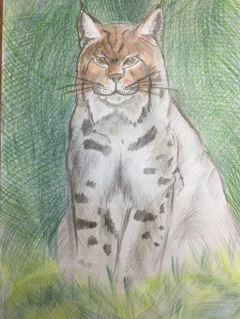 Рисование рыси для детей