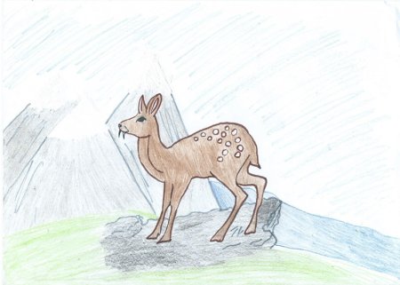 Сахалинская кабарга раскраска