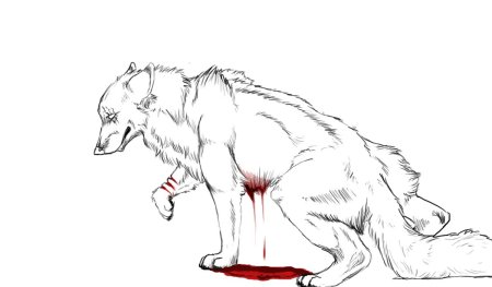 Рисунок волка для срисовки