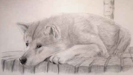 Хатико рисунок