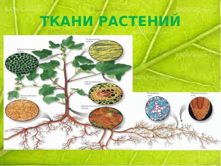 Биология 5 класс ткани животных и ткани растений