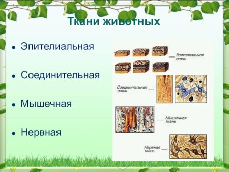 Ткани растений ткани животных 7 класс биология