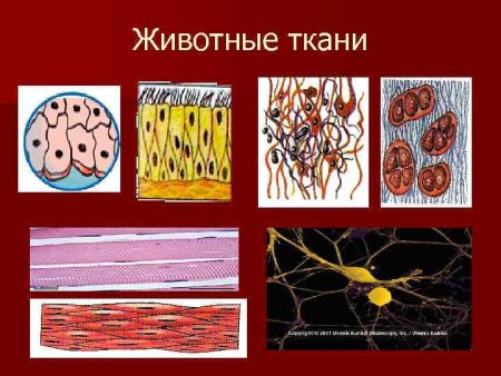 Ткани растений ткани животных 7 класс биология