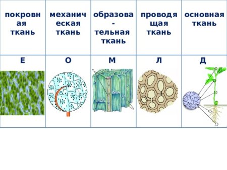 Типы тканей растений и животных