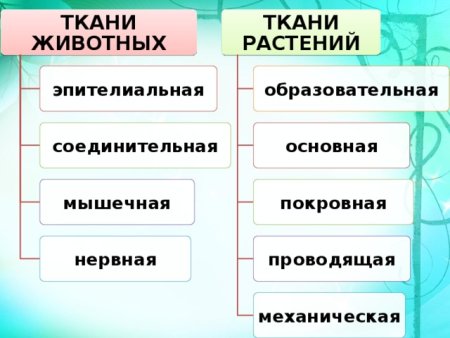 Типы тканей растений и животных 5 класс