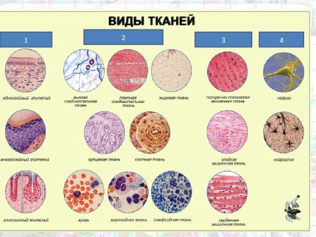 Биология 5 класс ткани животных и ткани растений