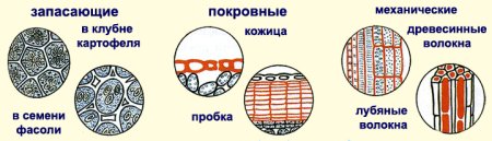 Ткани животных эпителиальная и соединительная