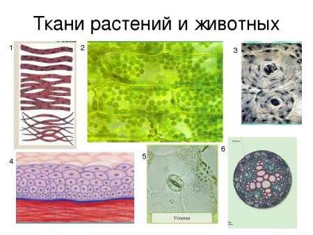 Ткани животных