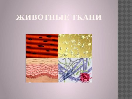 Образовательная и покровная ткань растений