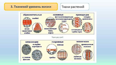 Строение основной ткани 6 класс