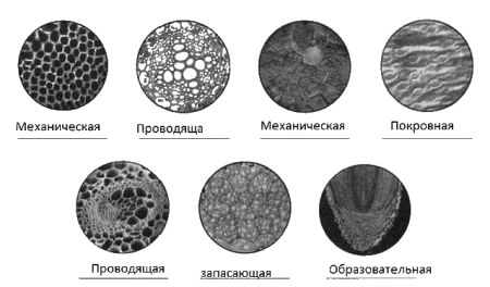 Типы тканей биология 6 класс