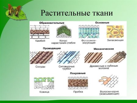 Растительные и животные ткани 5 класс биология