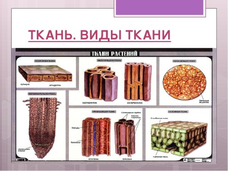 Биология 5 класс ткани животных и ткани растений