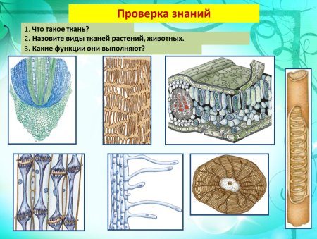 Ткани клетки 5 класс биология