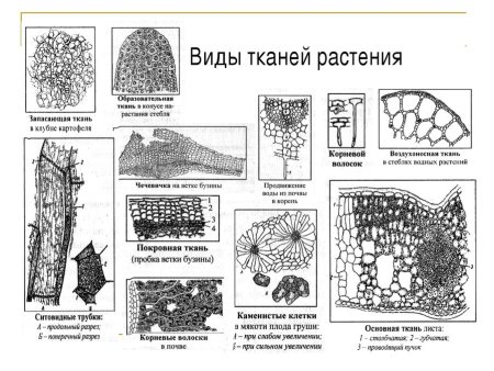 Ткани животных эпителиальная мышечная нервная