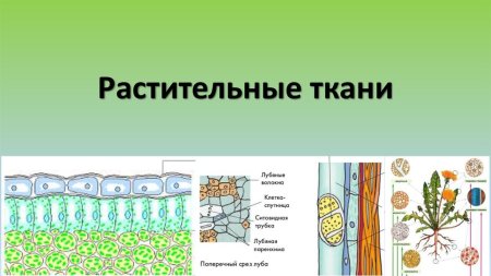 Основная ткань растений рисунок 6 класс