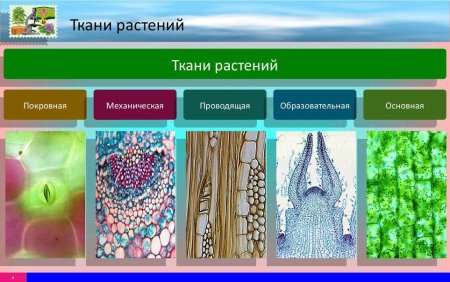 Биология 5 класс ткани животных и ткани растений