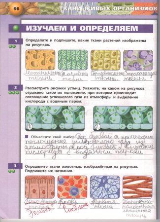Растительные и животные ткани