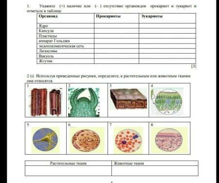Строение проводящей ткани растений 6 класс