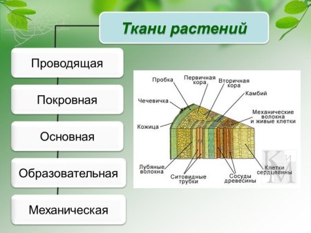 Ткани биология механическая покровная образовательная