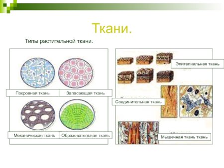 Ткани животных строение и функции