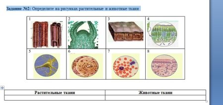 Биология 6 класс образовательная ткань растений