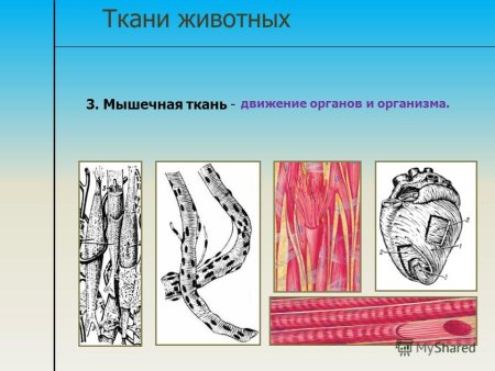 Биология 5 класс ткани растений задания