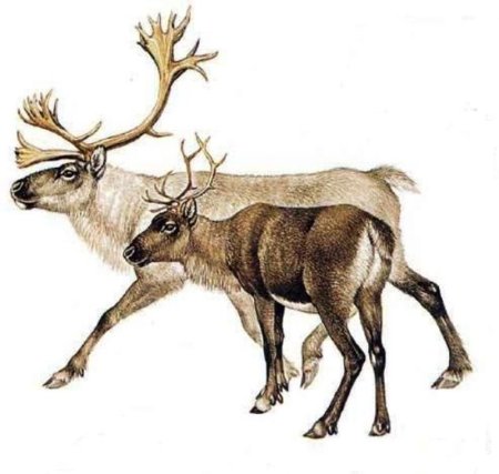 Тундра рисунок