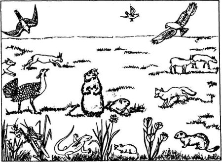 Растения и животные степи