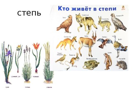 Представители фауны степей