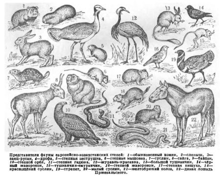 Степь и ее обитатели