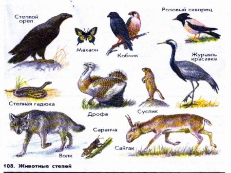 Животные и растения степи раскраска