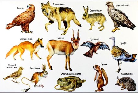 Растительный и животный мир лесостепи и степи