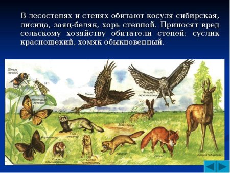 Животные Степной зоны