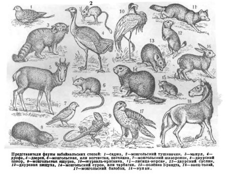 Степь и ее обитатели