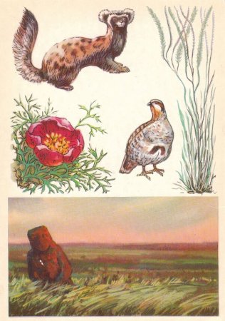 Растения и животные пустынь и степей