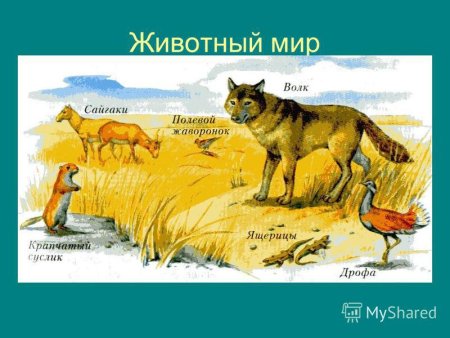 Животные степи