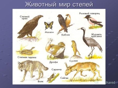 Рисунок степи с животными