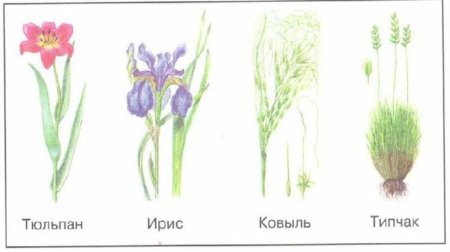 Заяц Беляк раскраска