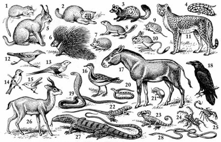 Обитатели степей и пустынь