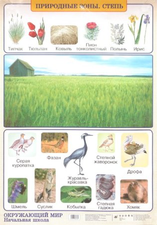 Сайгак раскраска для детей