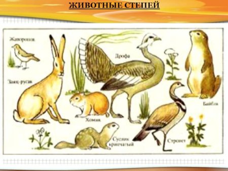 Вырежи из приложения рисунки животных и растений степи