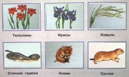 Окружающий мир степи питания характерные для степи