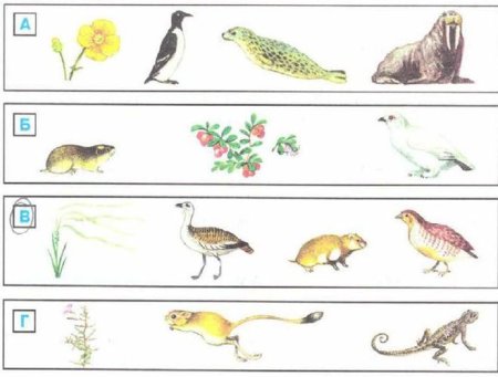 Сурок Байбак рисунок