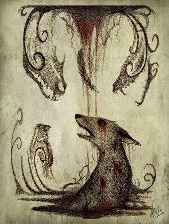 Culpeo Fox череп